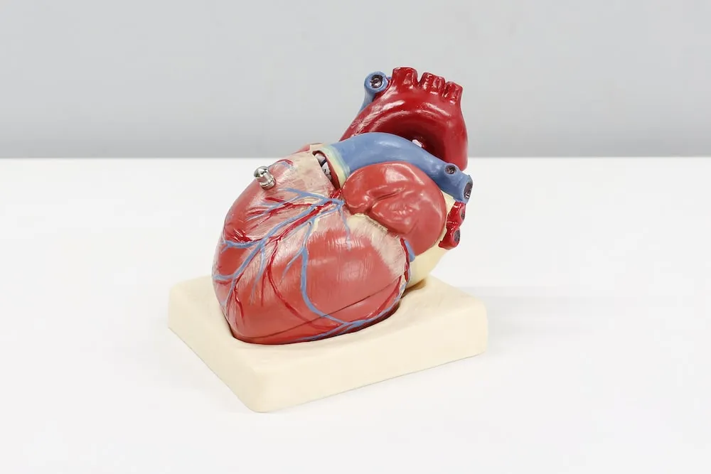 Zdravá strava pro srdce: tipy a plán prevence srdečních onemocnění