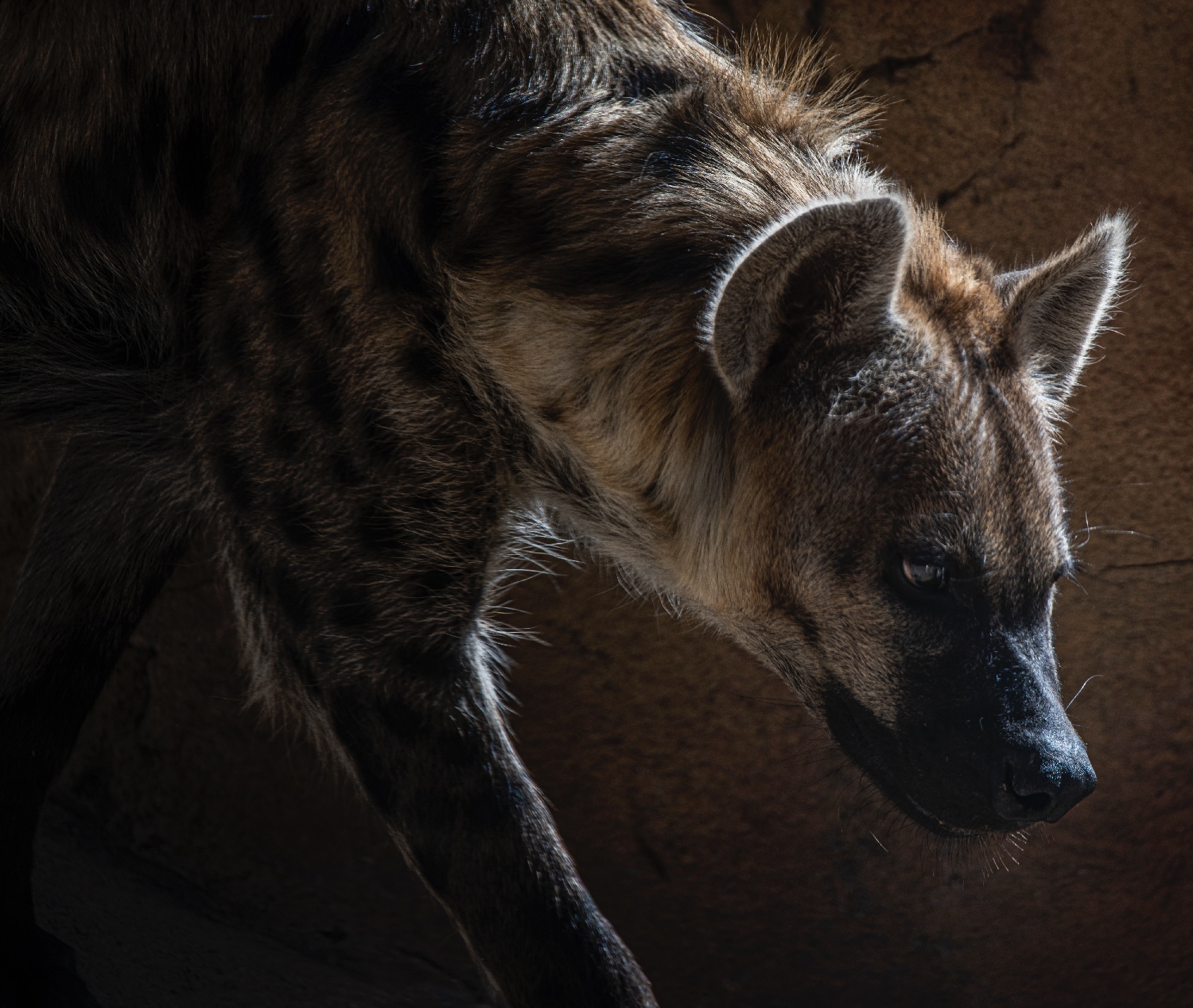 Fakta o hyenách, aneb, proč bychom špatné vlastnosti neměli nazývat podle nich