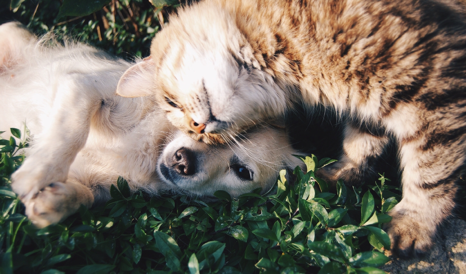 10 věcí, které vám může dát váš domácí mazlíček ale partner ne