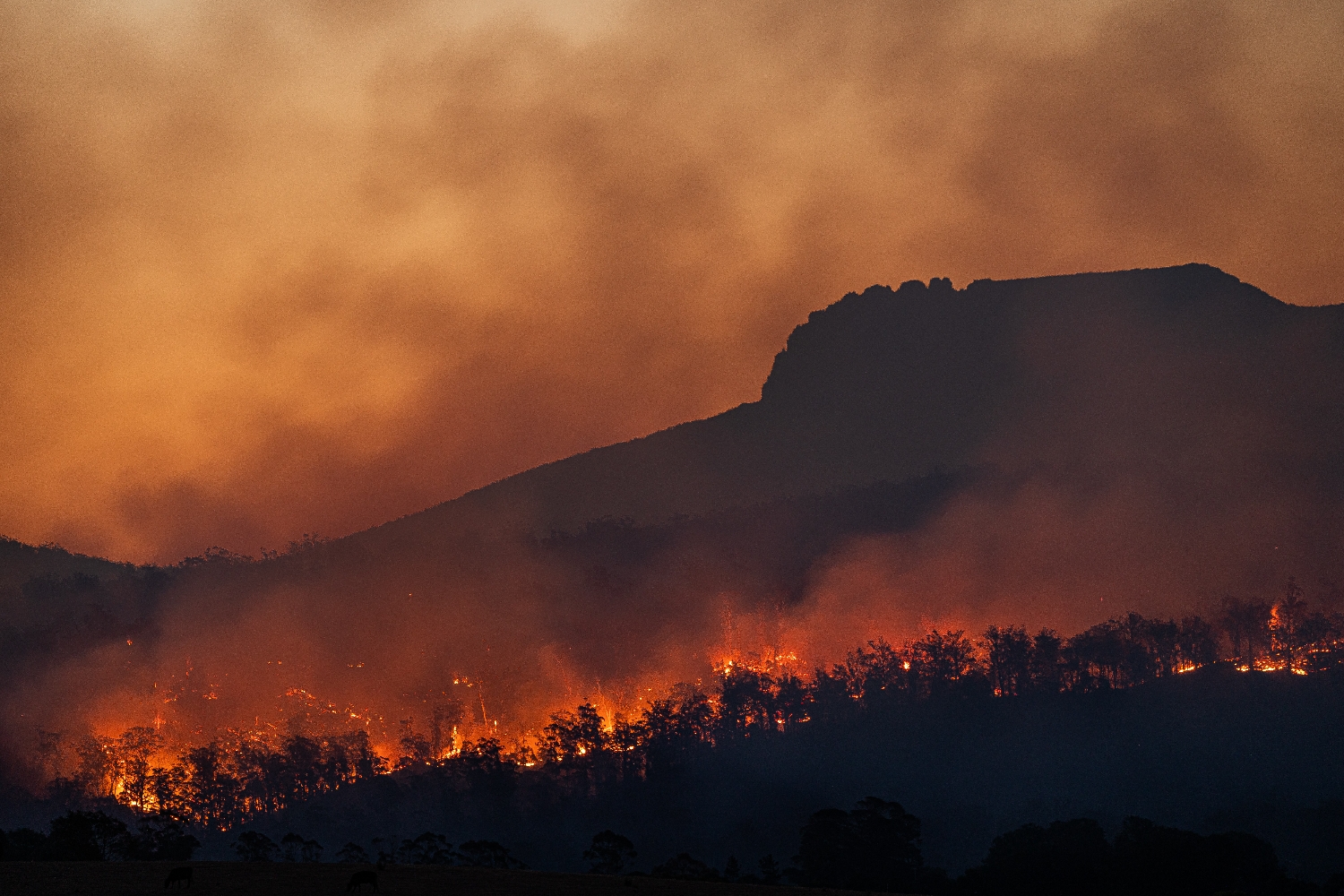 Vlny veder zabíjejí a změna klimatu je velmi zhoršuje.