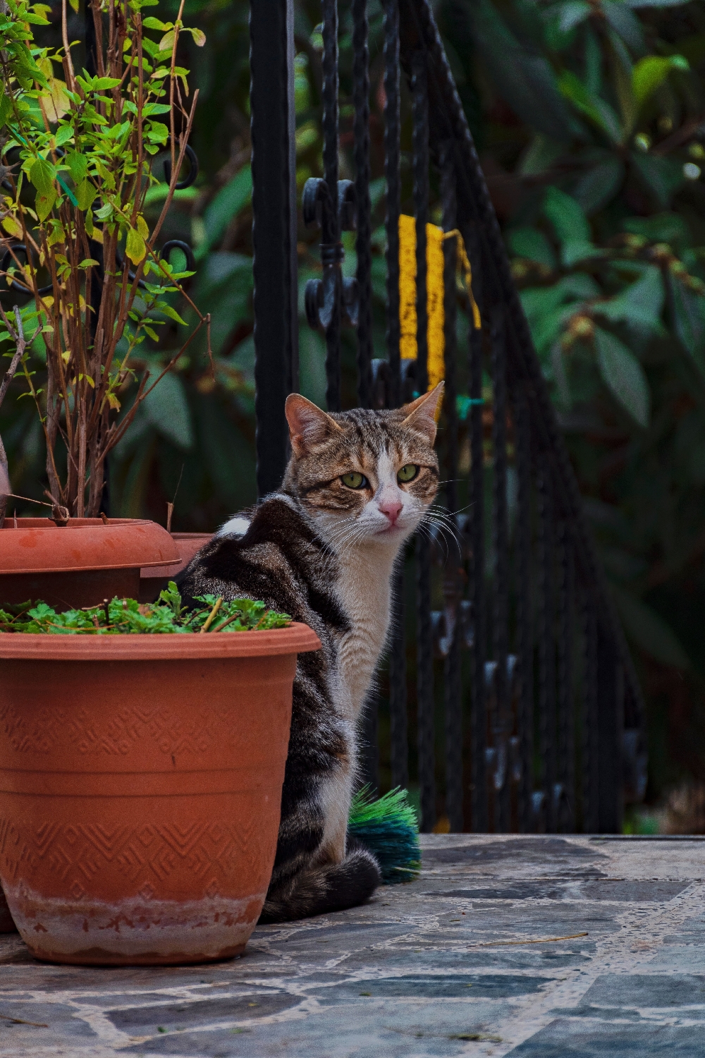 Toulavé kočky – jak jim můžeme pomoci?