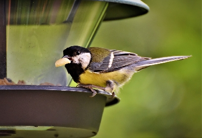 Kdy a čím krmit venkovní zpěvné ptáky?