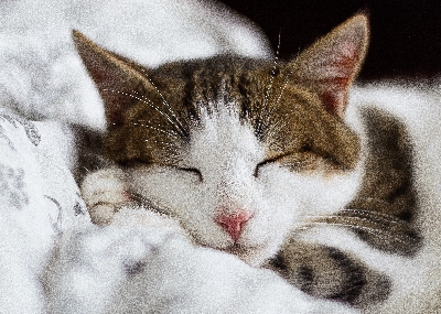 Pravda o tom, zda kočky sní nebo ne.