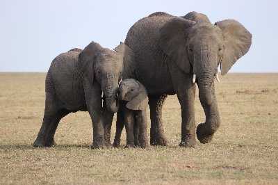 Pytláctví slonů v Africe, aneb proč je to až takový problém?