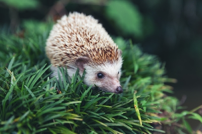 10 věcí, které je potřeba vědět o chovu ježků