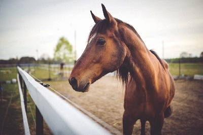 Mají koně rádi lidi?