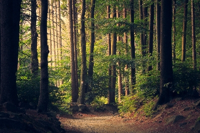  „Forest bathing“ neboli koupání v lese – jak nám pomůže uvolnit mysl?