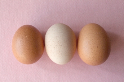Co určuje barvu vajíčka? 