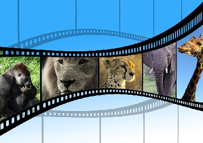 10 klasických zvířecích filmů pro děti s morálními lekcemi   