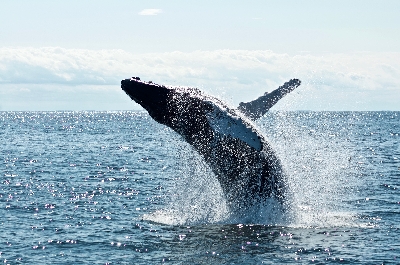 Rozhovor Scientific American s podvodním fotografem Brianem Skerrym: Tajemství velryb