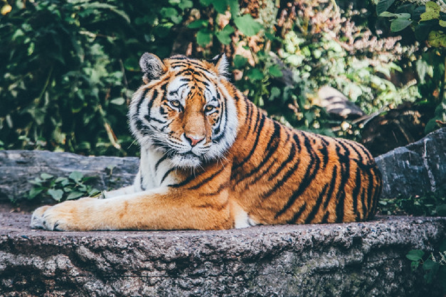 Těšíte se na rozvolnění? Zde je 10 nejlepších zoologických zahrad na světě!